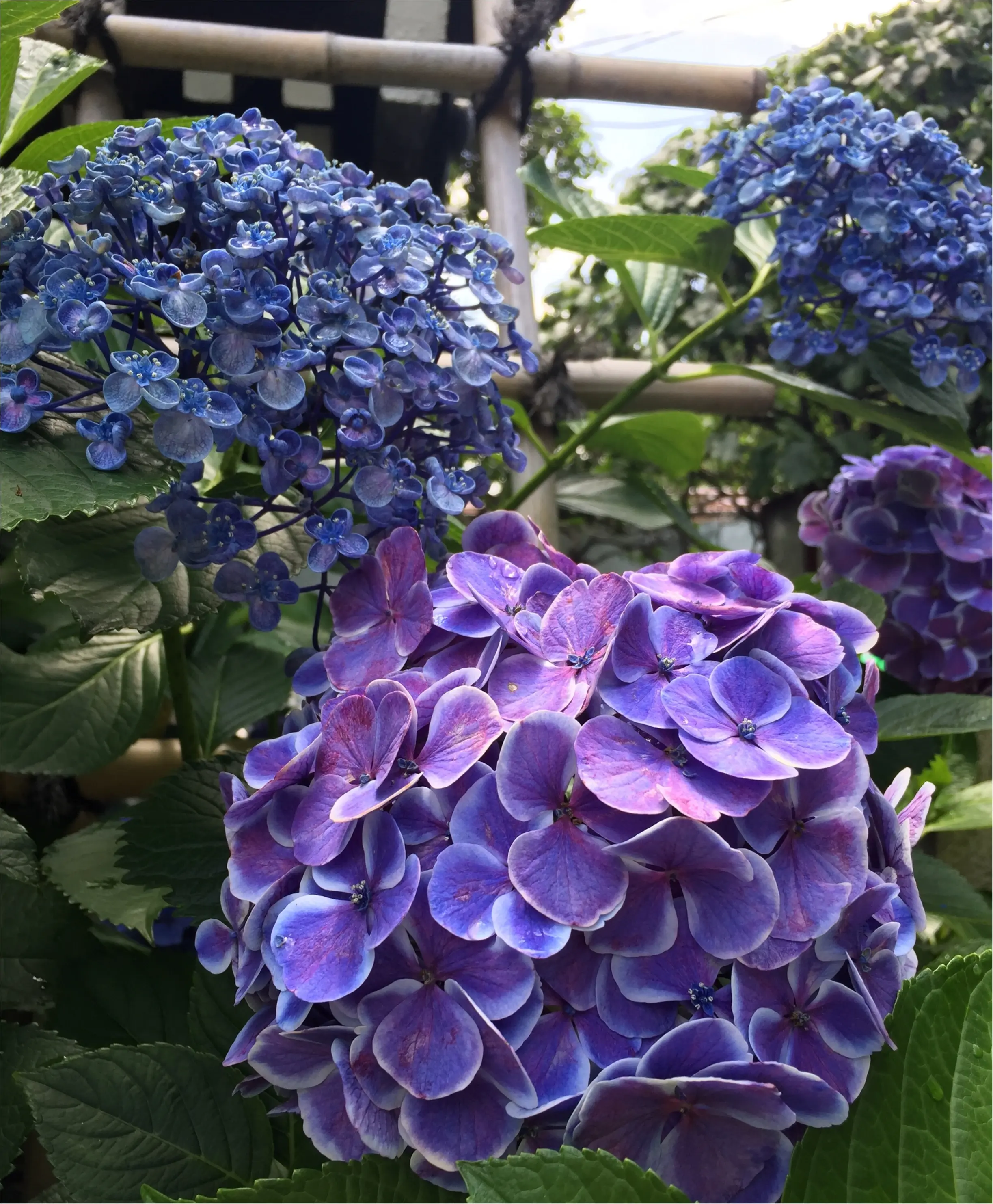 【今が見頃!】6月のおでかけは紫陽花まつりがおすすめ*写真映えするコーデのポイントも♡_4