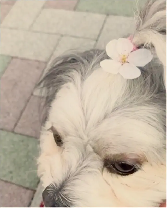 【今日のわんこ】ちょこんとサクラが♡ 春を満喫した太郎くん_1