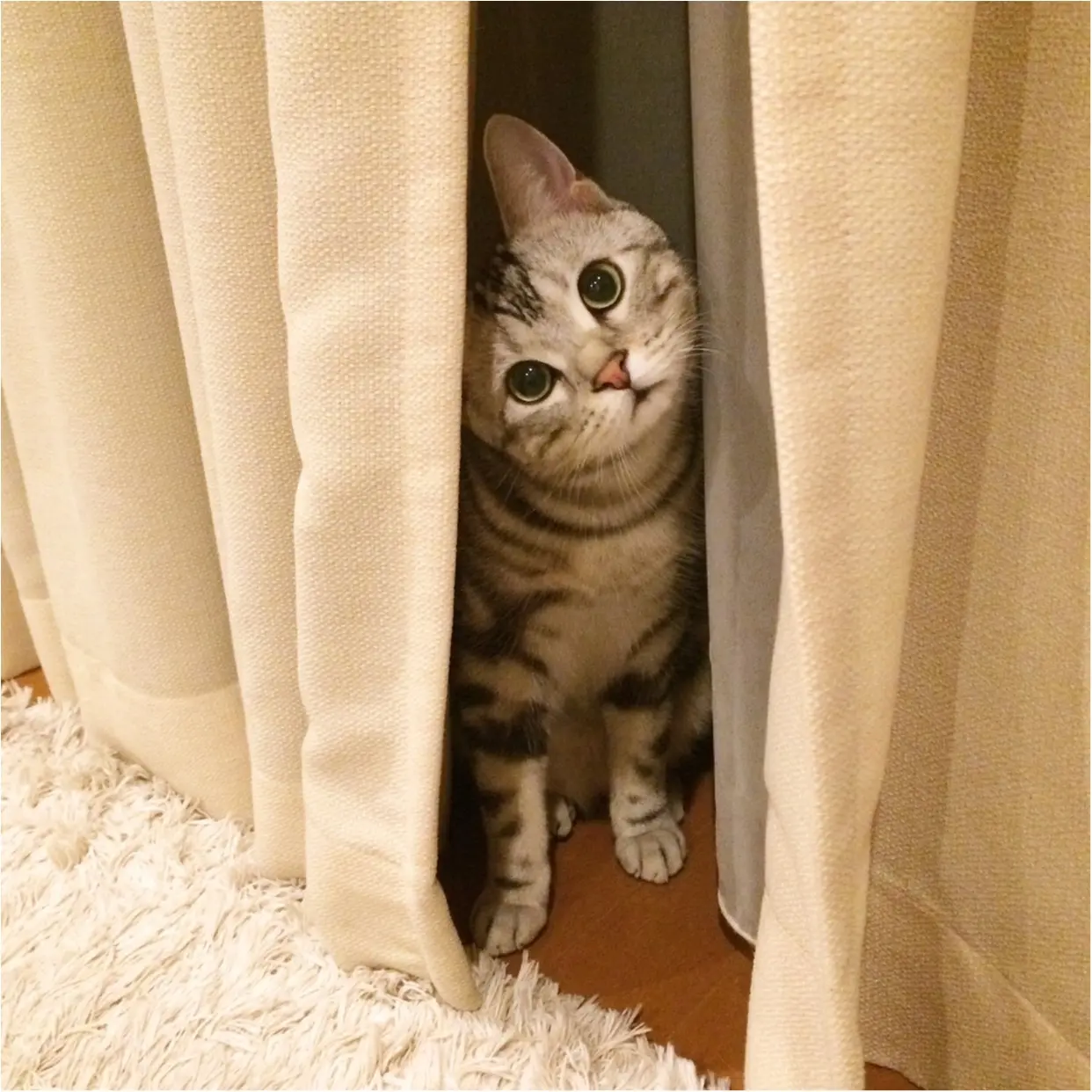 【今日のにゃんこ】見つかっちゃった! かくれんぼ中のアランくんが可愛すぎる♡_1