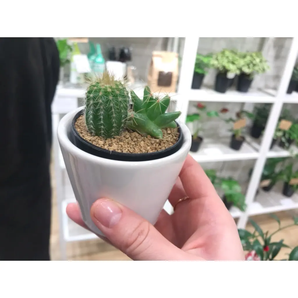 【インテリア】観葉植物のあるお部屋でリフレッシュ空間を作る!HITOHACHI紹介!_2