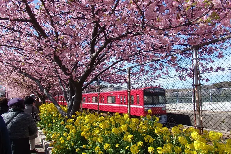 「河津桜」の絶景も! 神奈川県『マホロバ・マインズ三浦』の「SAKURA(桜)ルーム」で春満喫のステイをしよう♡【桜 2019 #6】_3