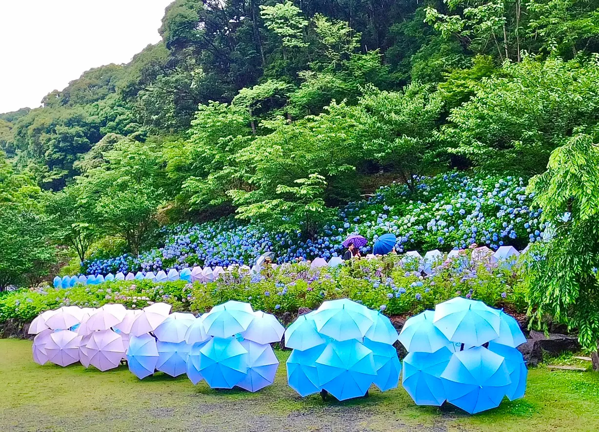 【風鈴×あじさい×傘】 風物詩が詰まったインスタ映えスポット 尊永寺①_2