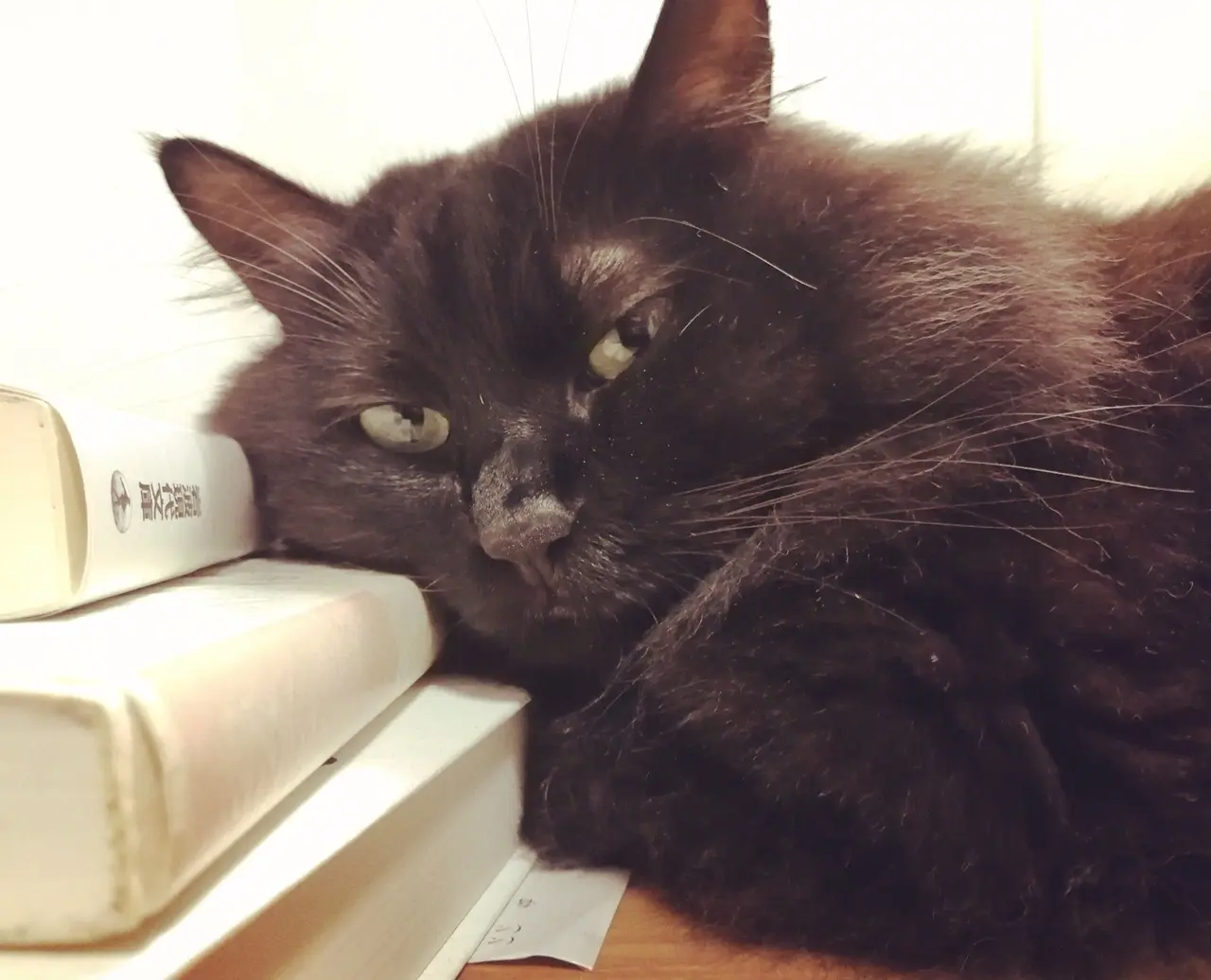 【今日のにゃんこ】「もう仕事するにゃん?」と少々不機嫌なゆらちゃん。_1