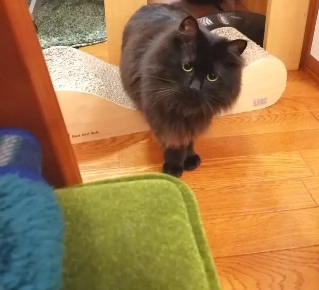【今日のにゃんこ】つぶらな瞳でぽわわわ~んと見つめてくるゆらちゃん♡_1