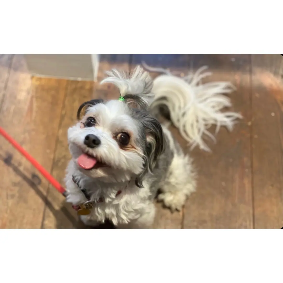 チワワとマルチーズのミックス犬・太郎君がカフェで店員さんとお話ししている様子