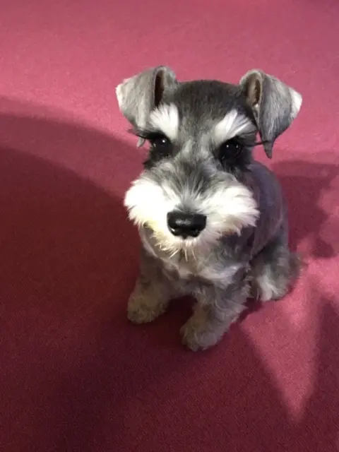 【今日のわんこ】おとなしく、お行儀のよいサクラちゃん。_1