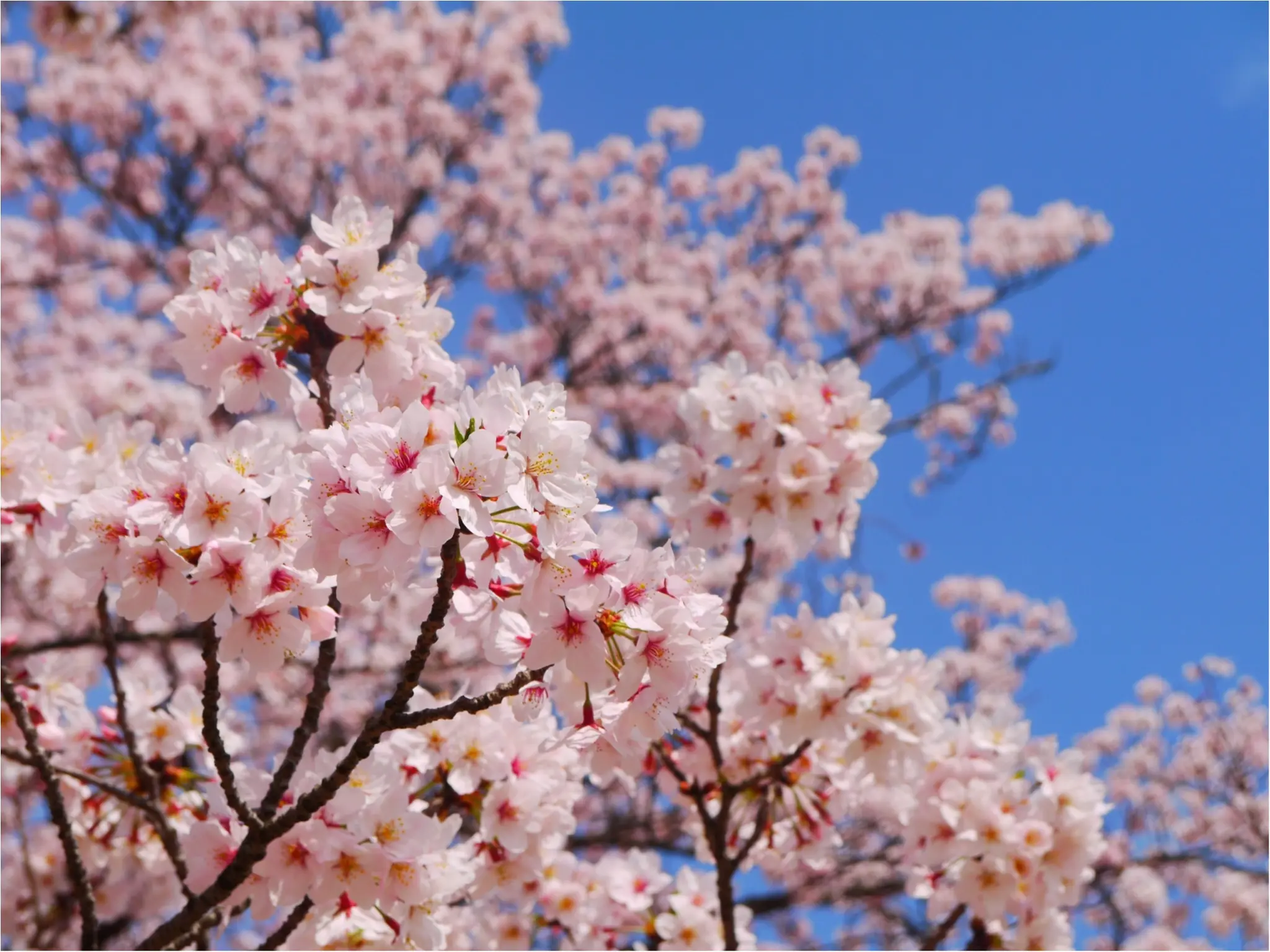 “ GW ” の予定はもう立てた ? 【◯◯体験】で素敵な休日を過ごそう ♪_1