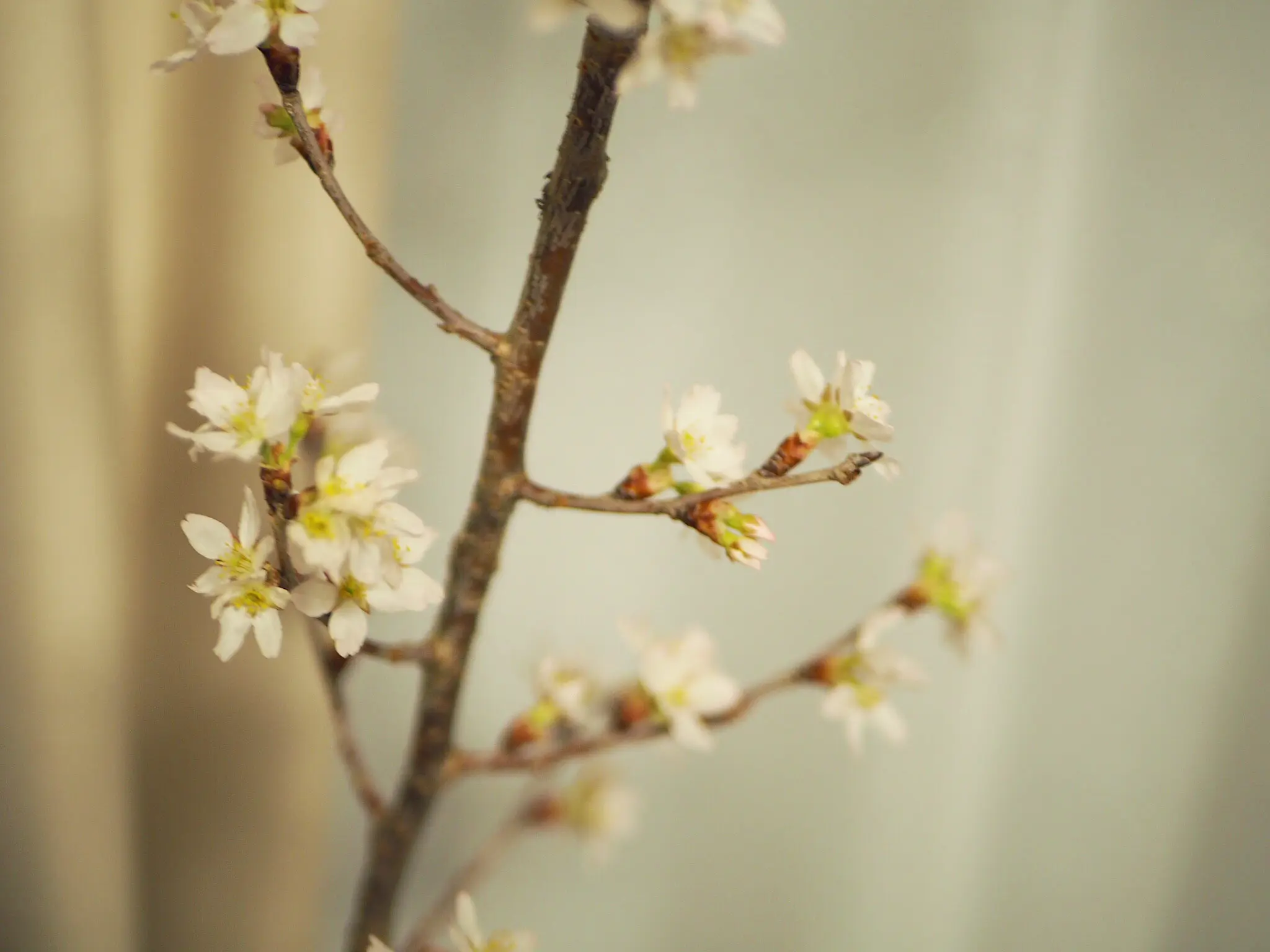 【おうちでお花見♡】AOYAMA FLOWER MARKETの桜が咲きました♩_6