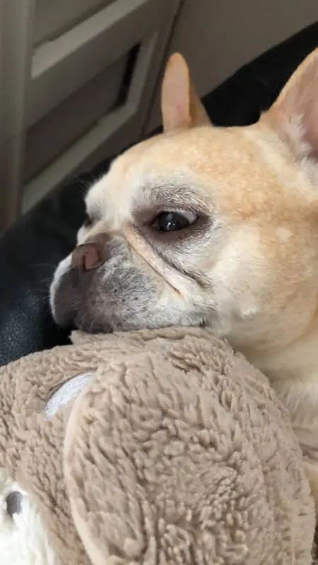 ママに甘える犬・マツコ
