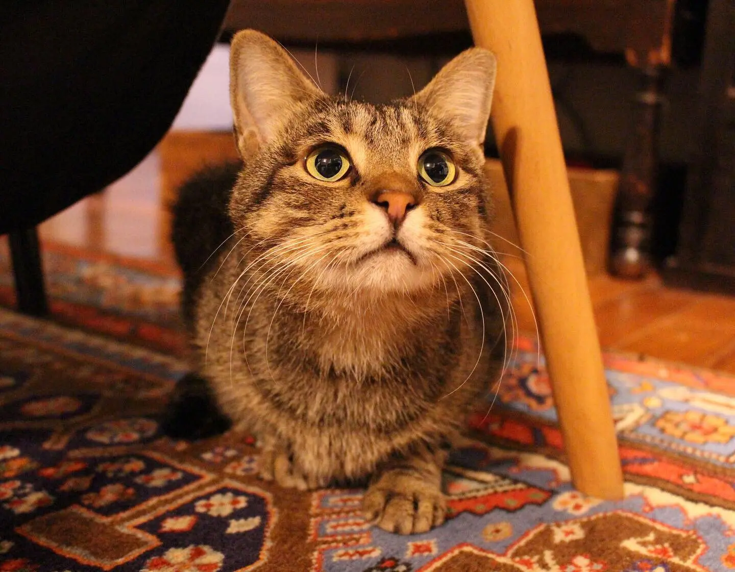 椅子の下に隠れて、おもちゃを見つめる猫、雑種・がんくん