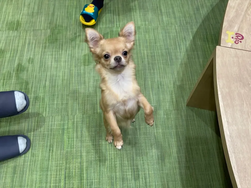 【わんこ好きさん必見!】puppy cafe RIO行ってきました♡癒されまくりスポット!_6