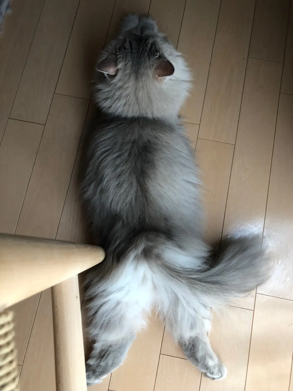 【今日のにゃんこ】ココンちゃん「ただいま、お腹を冷やしております」_1