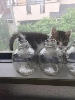 本日のにゃんこ さぶろうくん_1