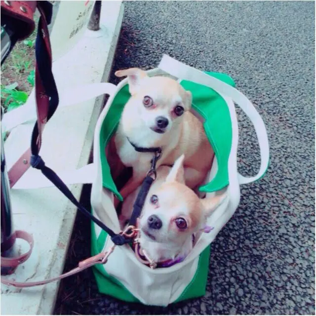 本日のわんこ こてつくん&ちっちちゃん チワワ_1