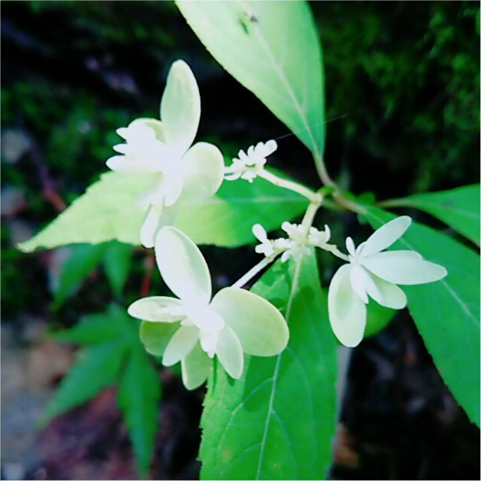 【岐阜おでかけスポット】東海地方の紫陽花の名所「あじさいの山寺 三光寺」(443 まゆ _6
