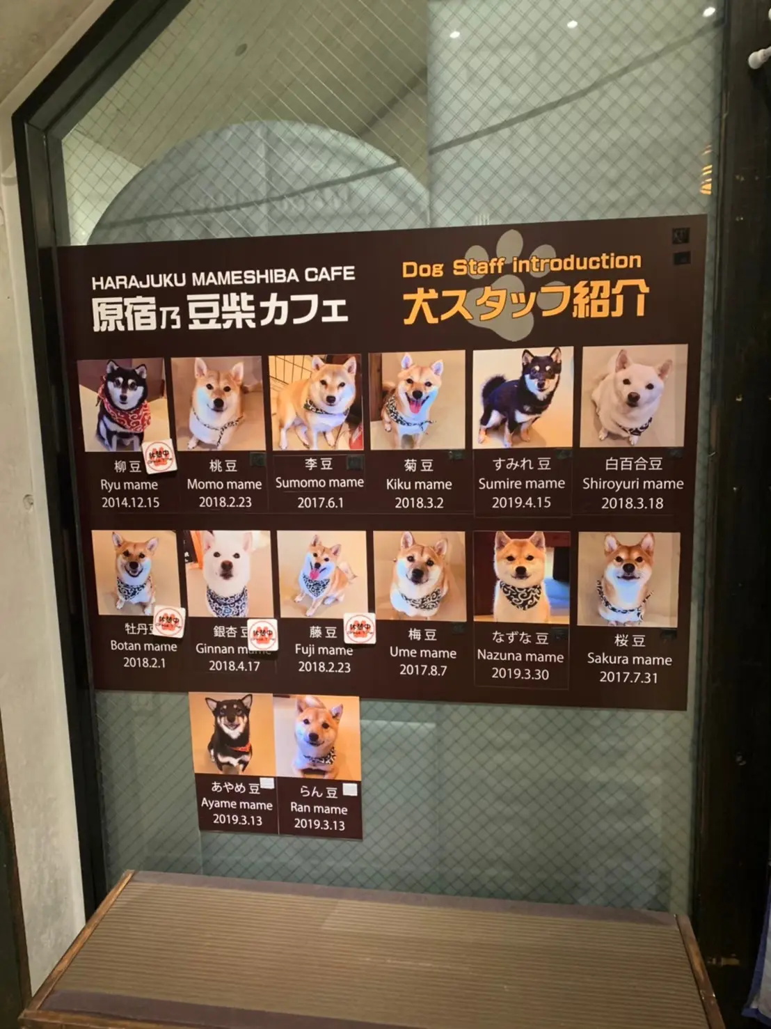 【原宿豆柴カフェ】に行ってきた!_2
