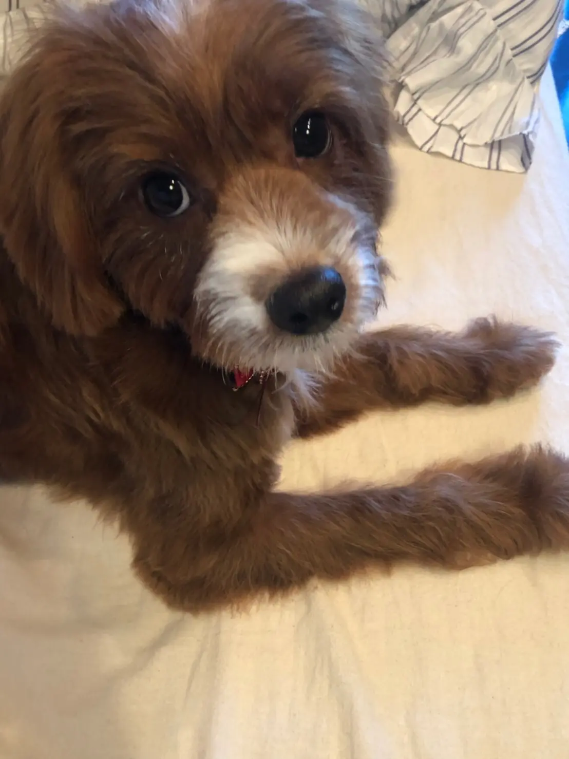 【今日のわんこ】チェリーちゃんの上目づかい♡ _1