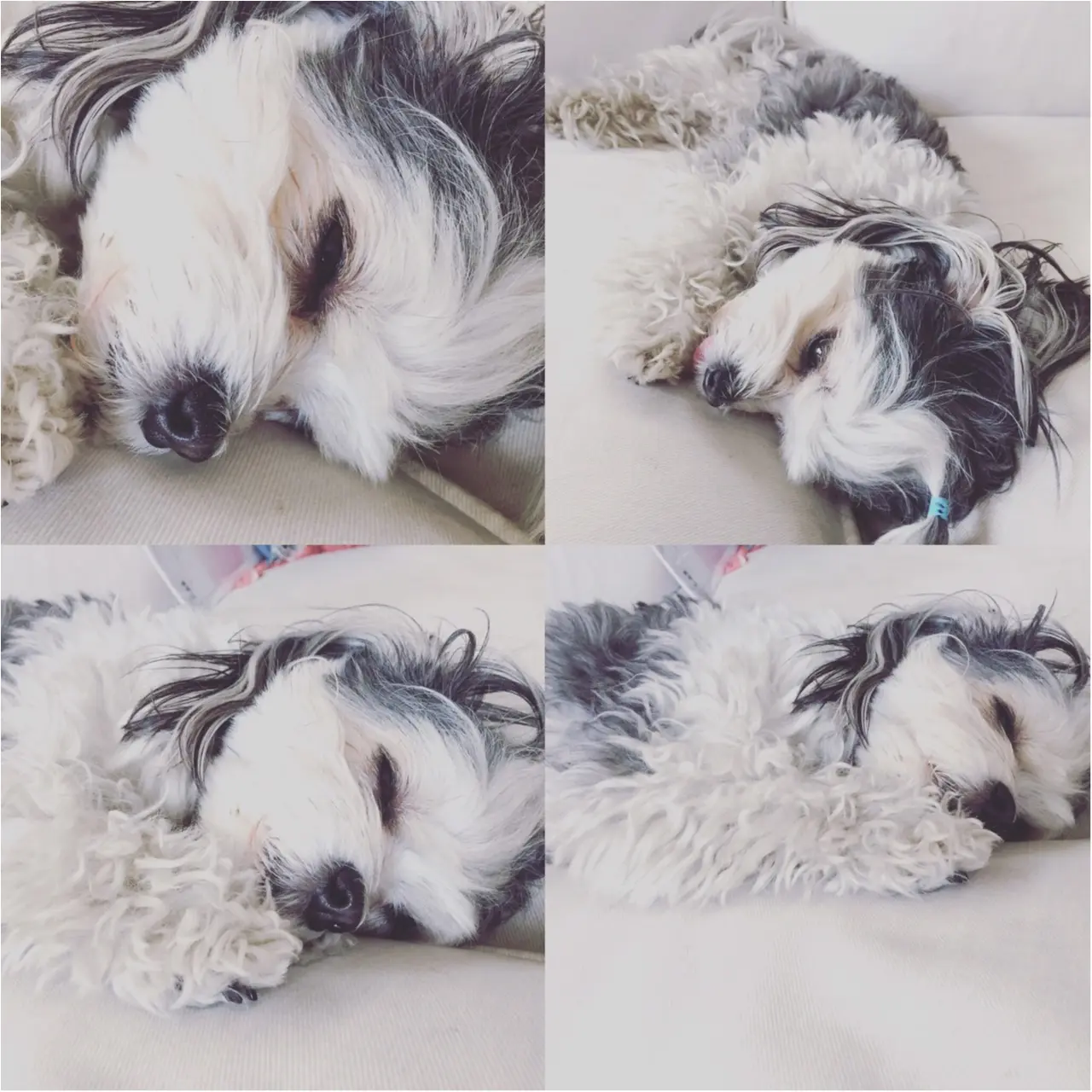 【今日のわんこ】涼しくなったから? 眠くて仕方ない太郎くん_1