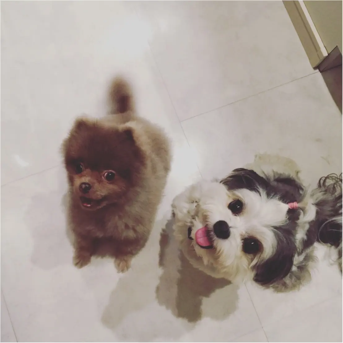 【今日のわんこ】上向き写真で可愛さアップ! 太郎くんとお友達♡_1