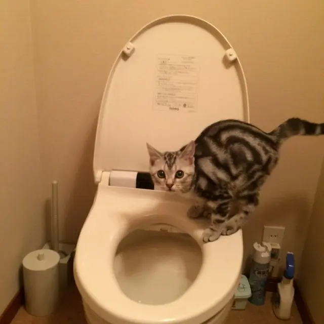 本日のにゃんこ アランくん アメリカンショートヘア_1