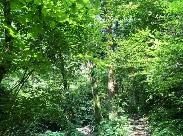 【休日の過ごし方】Go to 高尾山〜小学生ぶりに山登りしてみました〜_2