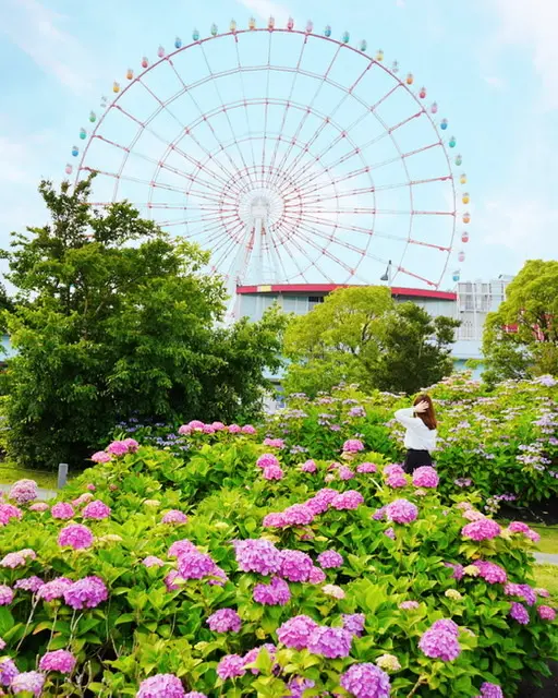 【お台場】アジサイ×観覧車のショットが撮れるのは今だけ!都内写真映えスポット♡_4