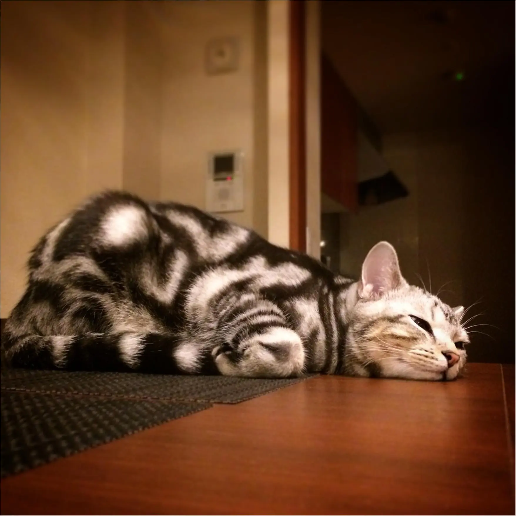 今日のにゃんこ アランくん アメリカンショートヘア_1