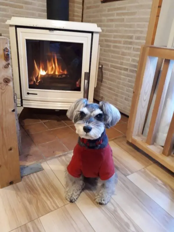 ストーブの前から離れない犬・サクラちゃん