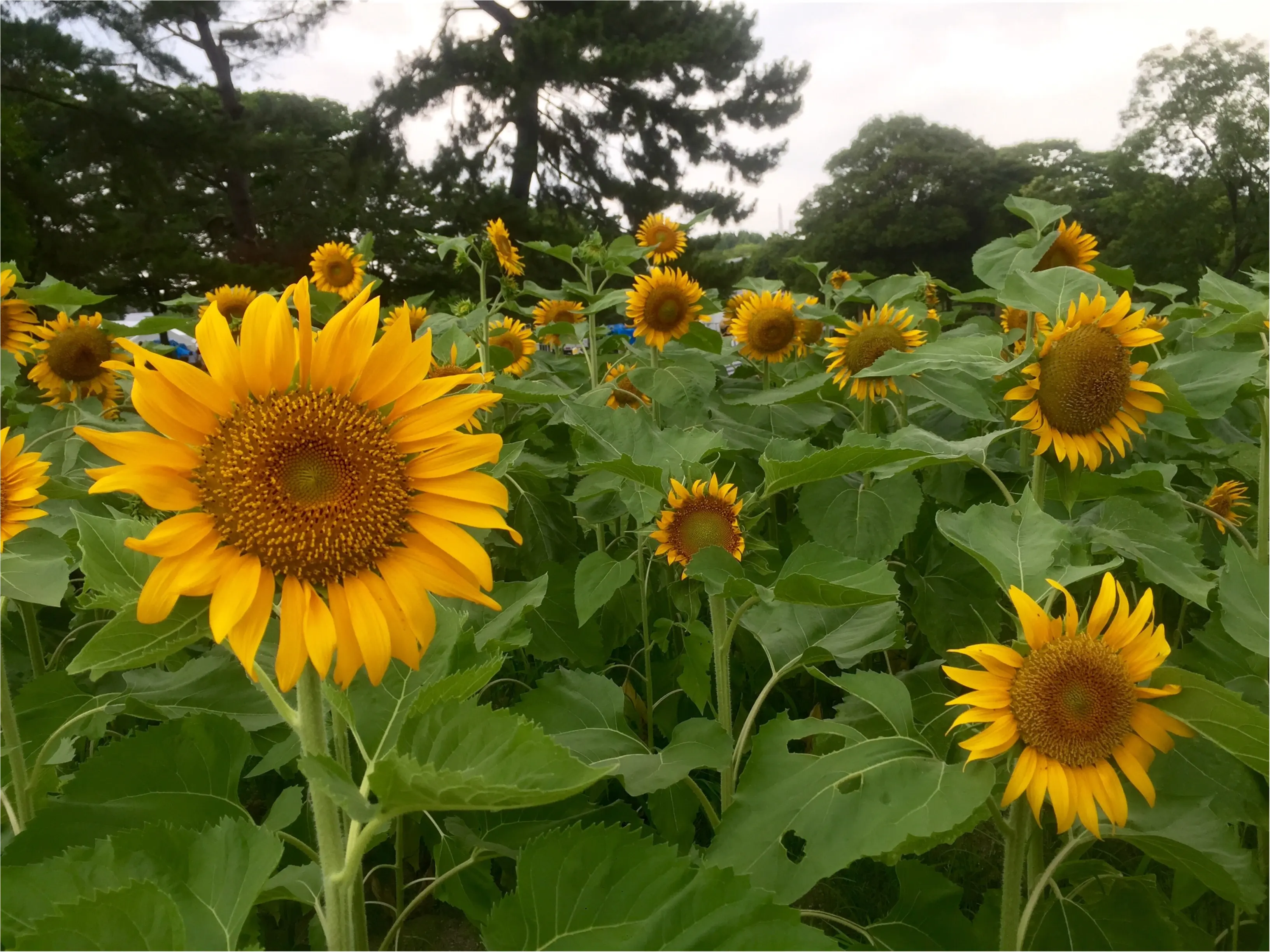 万博公園はピクニック日和!_3