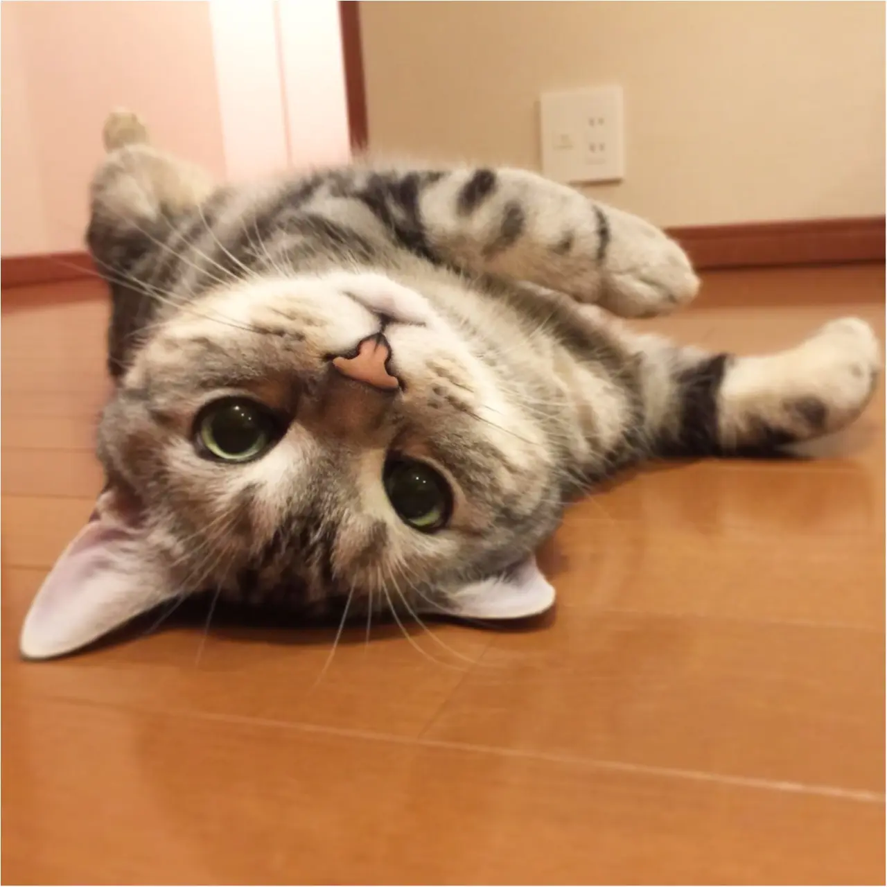【今日のにゃんこ】ごろりーん♪ リラックスしているアランくん♡_1