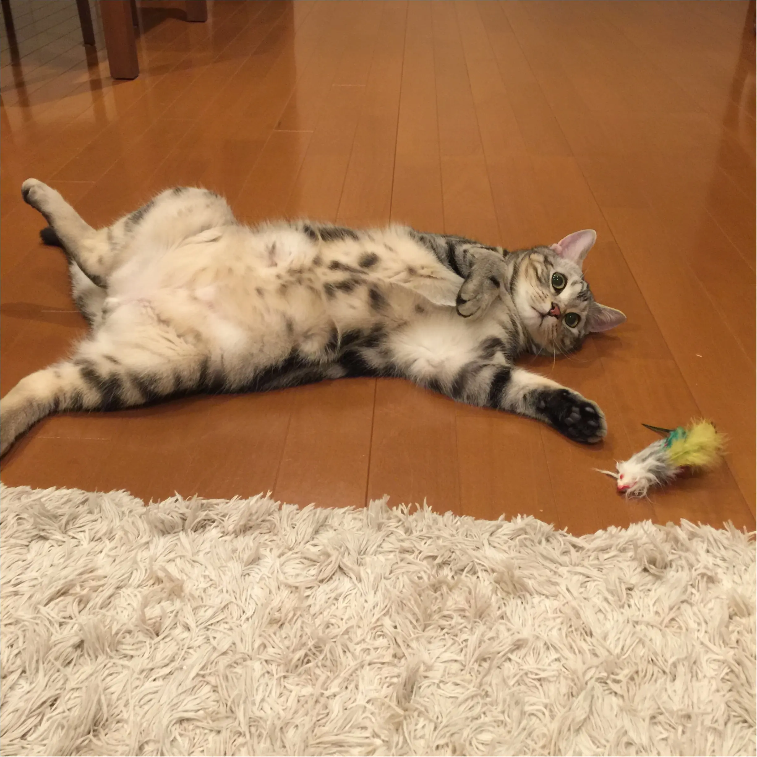 【今日のにゃんこ】だるいにゃー。最近のアランくんは〇〇するときもグダグダ気味!?_1