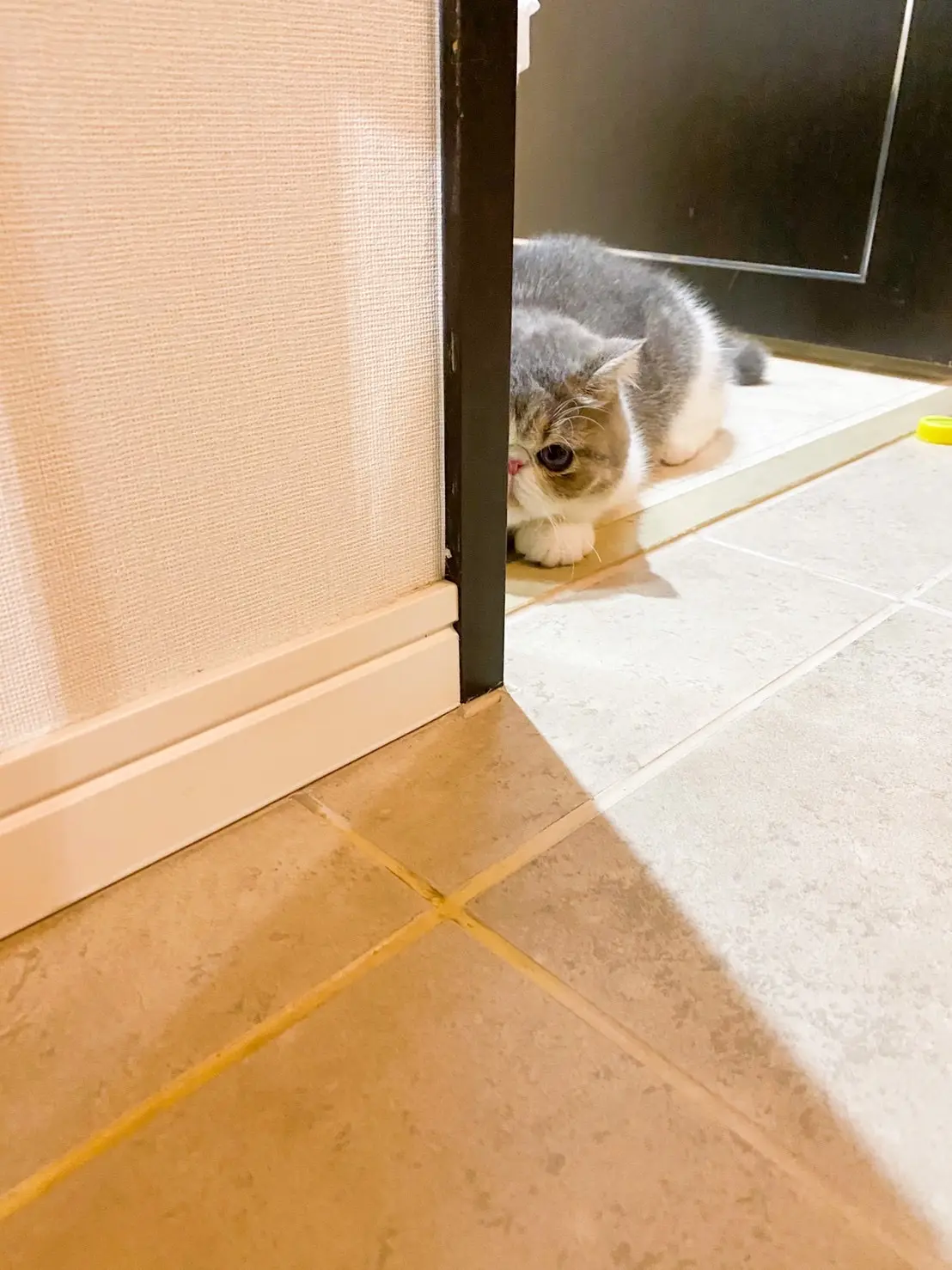 家の中でかくれんぼ中のこたつくん。見つかる前に出てきちゃう