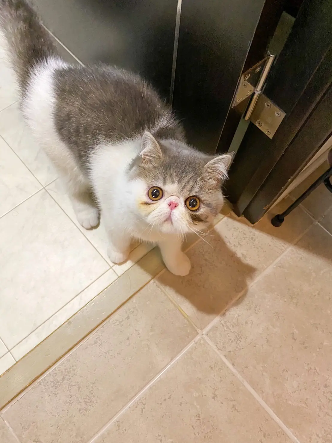 飼い主に好物を食べてしまわれないか監視してたら、疲れて爆睡してしまったこたつくん