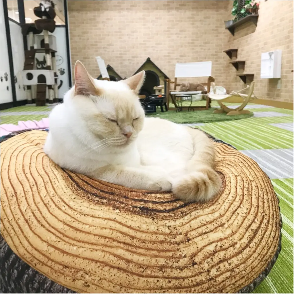 【空前の猫ブーム】首都圏内オススメの猫カフェ教えちゃいます!@横浜店レポ_3
