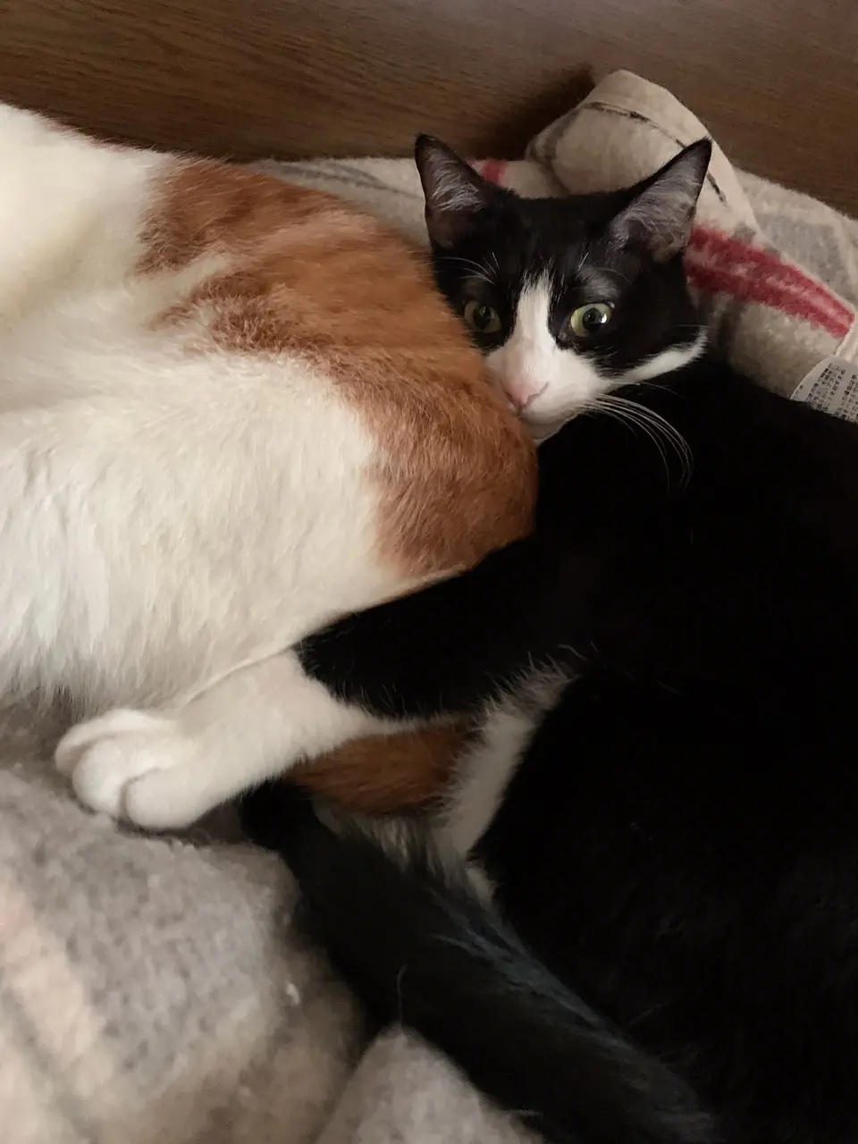 【今日のにゃんこ】ルウくんお気に入りのまくらはなんと……!?_1