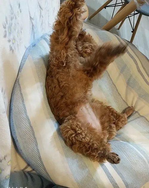 お気に入りのクッションの上で仰向けにひっくり返ってくつろいでいる犬・テテちゃん
