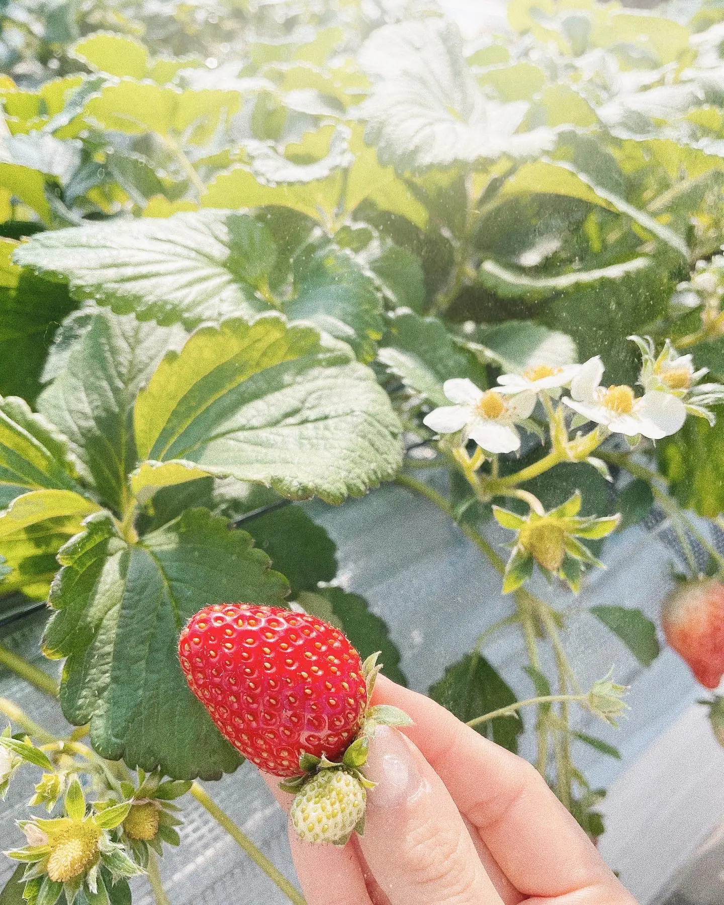 【おすすめいちごスイーツ】4種食べ放題!ビュッフェ感覚の苺狩り✍︎︎_1