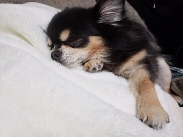 【今日のわんこ】すやぁ......♡ な、ごんくん_1