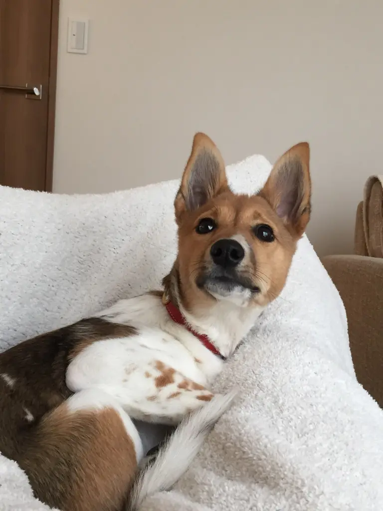 本日のわんこ こだまちゃん_1