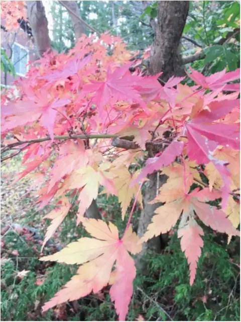 紅葉シーズン!!到来!!北海道の見頃は終わってしまいましたが…公園にいけば、もう少しだけ秋を感じられそうです♡_3