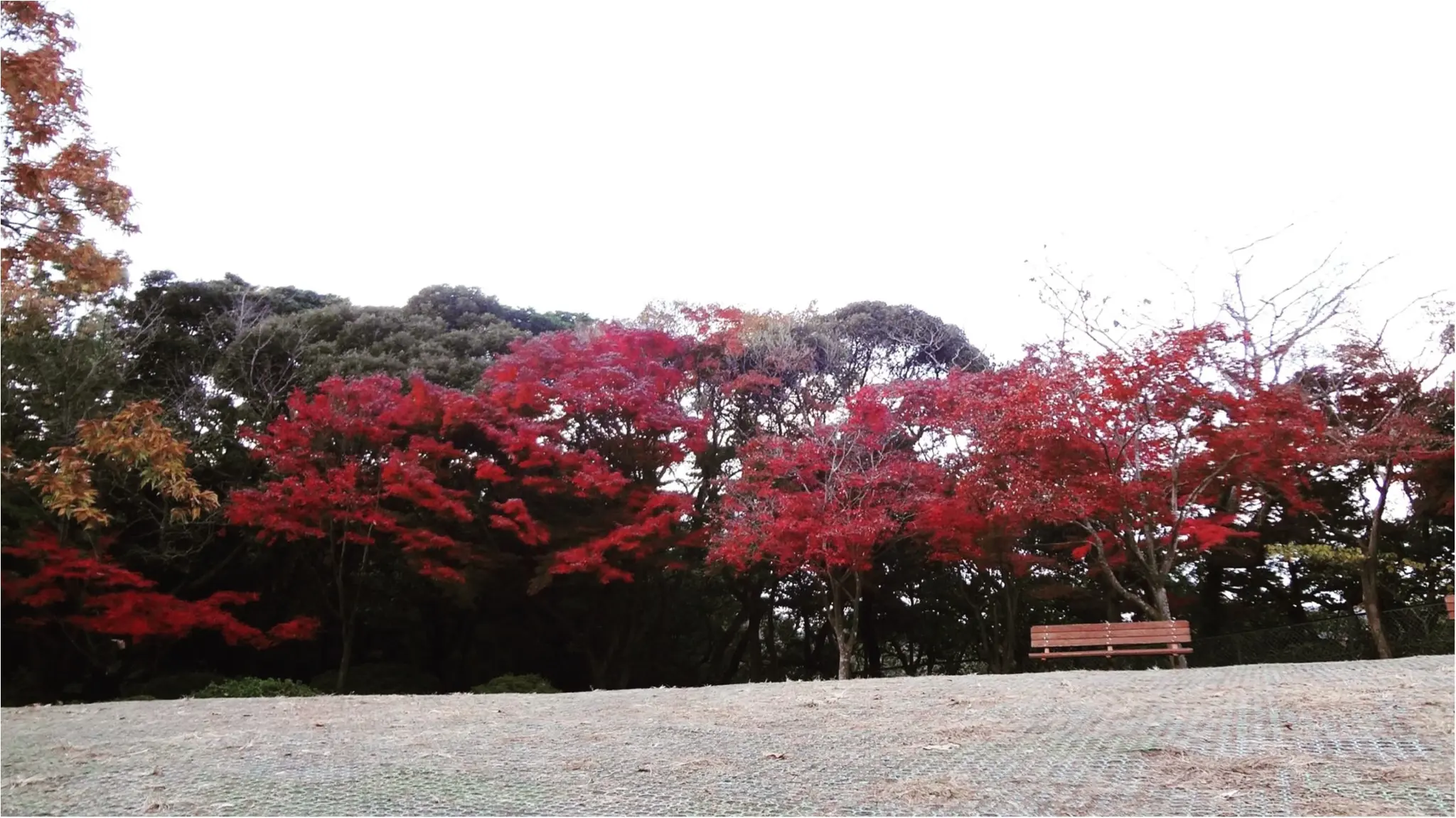 鎌倉にも紅葉の季節がやってきた♡11/20時点で見頃のオススメ紅葉スポットをご紹介✨≪samenyan≫_3