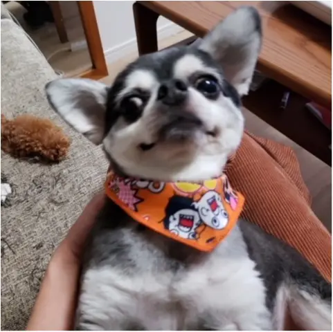 【今日のわんこ】「おれ、ててまる!」 かわいい顔して実は凶暴!?_1