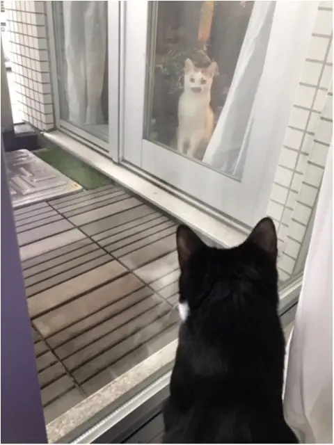 【今日のにゃんこ】見つめあうラビくんとルウくん。_1