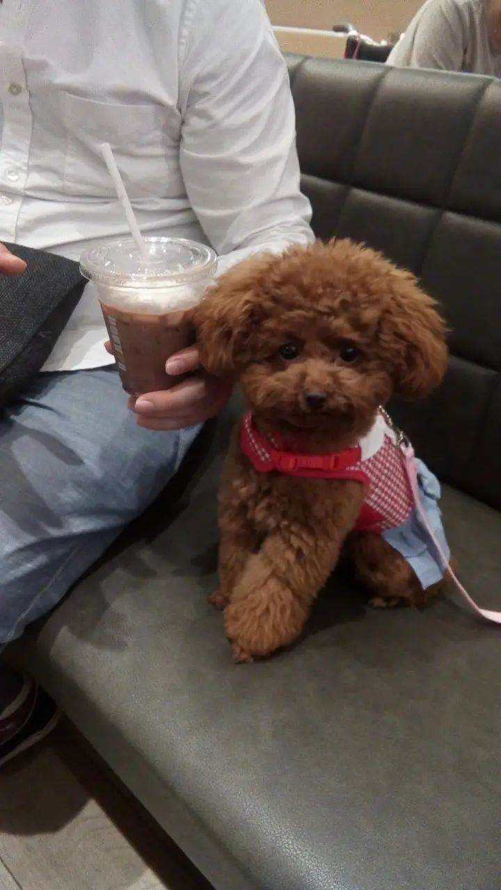 【今日のわんこ】テテちゃん、カフェにきて緊張!?_1