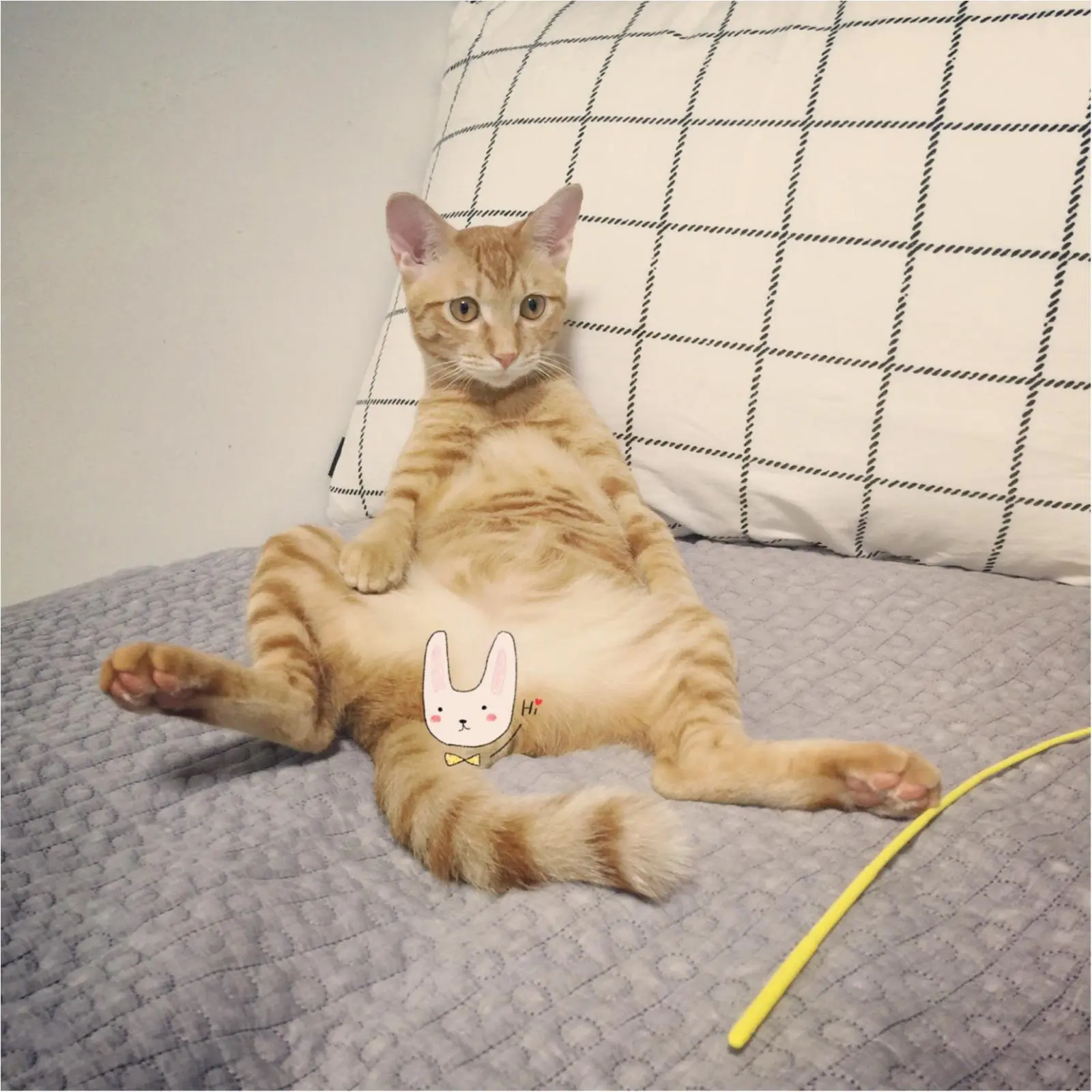 今日のにゃんこ ぽぽくん_1