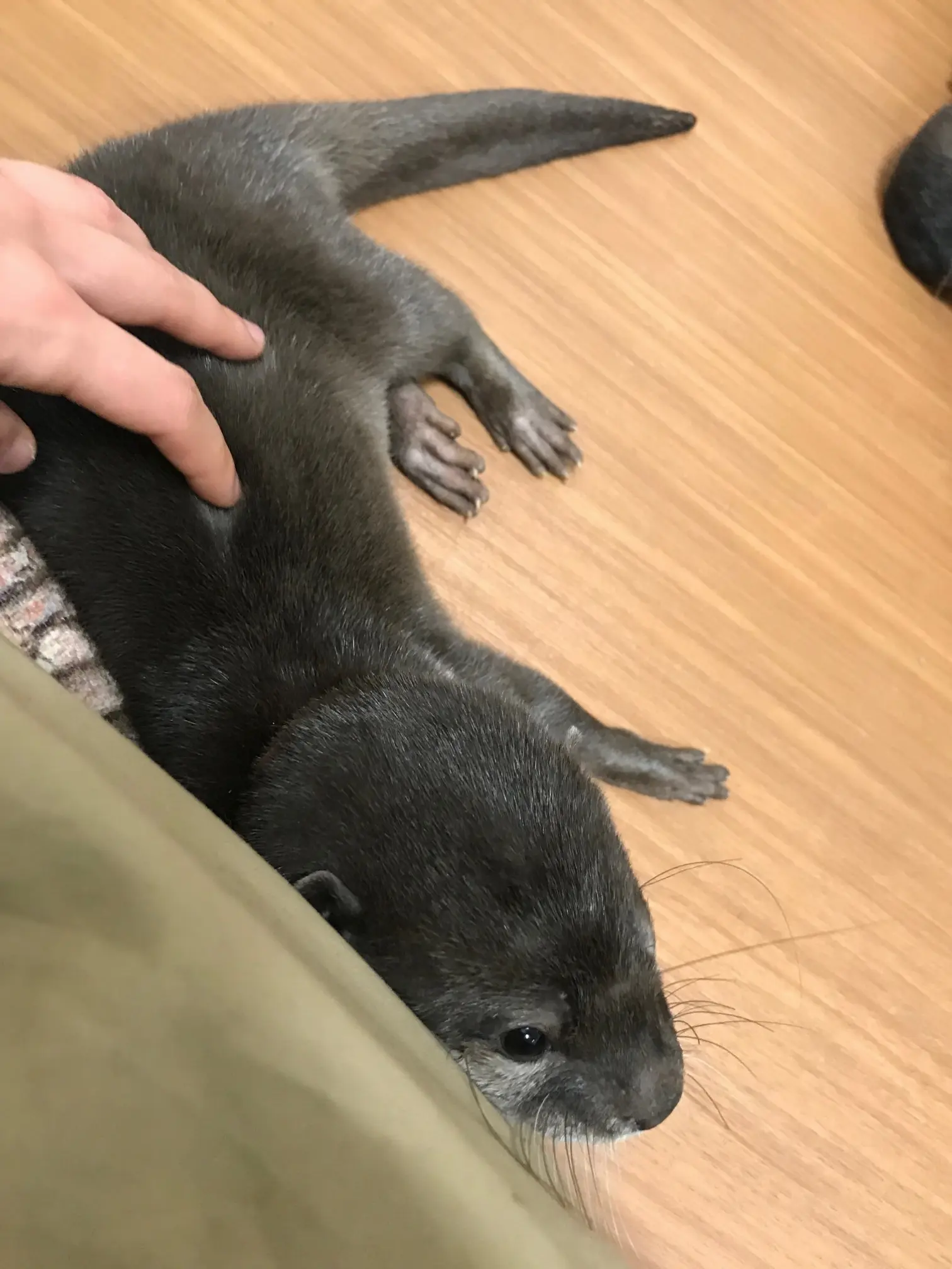 【池袋】コツメカワウソカフェに行ってきた!_12