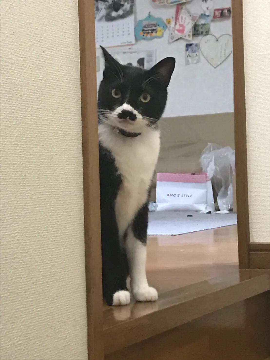 【今日のにゃんこ】モモくん、昼まで寝ていた飼い主に鋭い視線をおくる_1