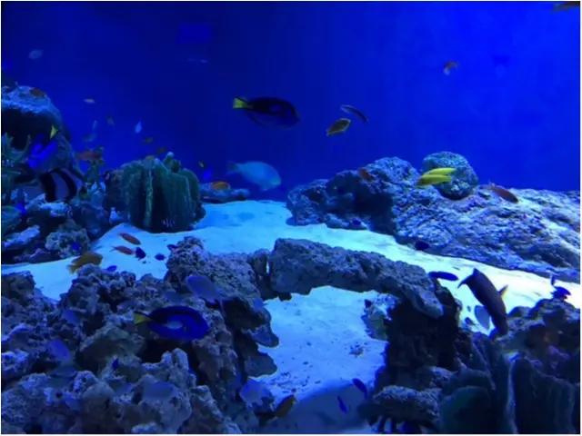 【アクアパーク品川】音・光・映像のエンターテイメント水族館!_5