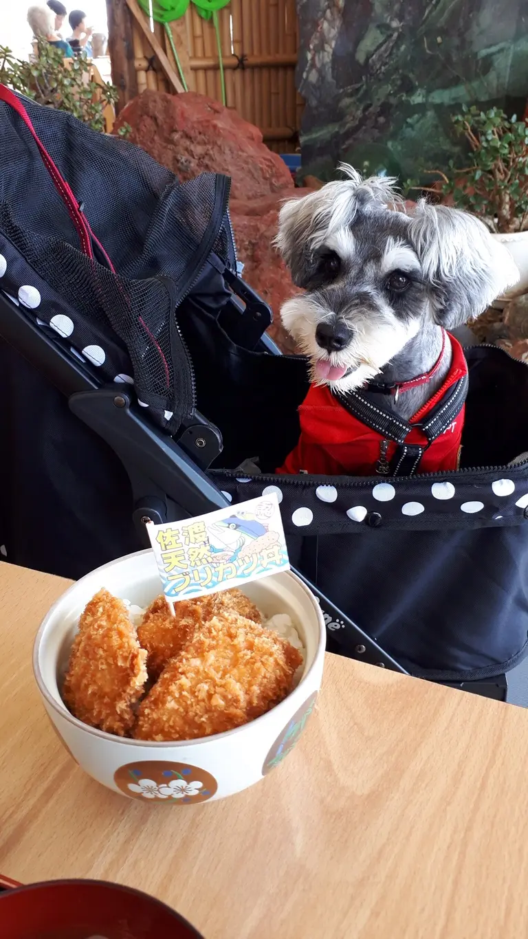 【今日のわんこ】「ブリかつ丼」を見つめるサクラちゃん_1