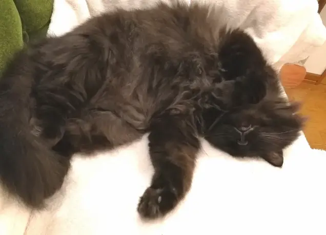 【今月のにゃんこ】長毛のミックス猫・ゆらちゃんの無防備な瞬間5選♡_5